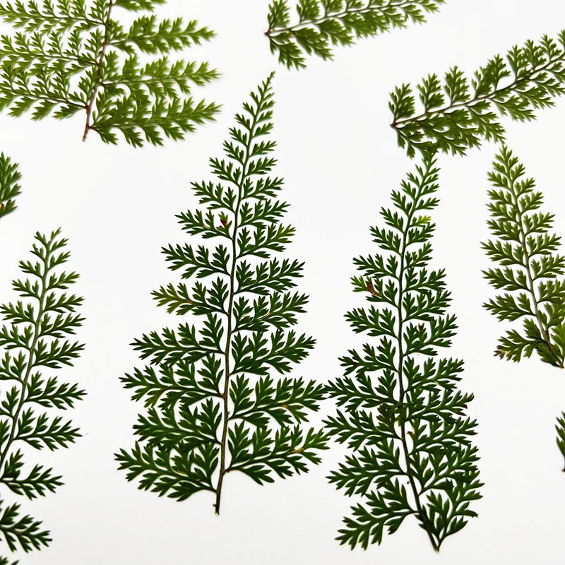 Resin Craft Ideas - 100 buah sampel daun pakis alami,