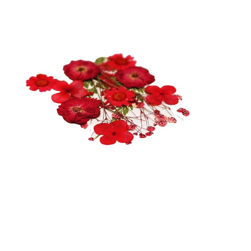 Bunga Tanaman Kering Alami Asl - Resin Craft Ideas ulasan dan harga