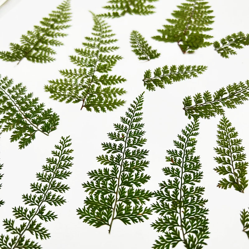 100 buah sampel daun pakis ala - Resin Craft Ideas ulasan dan harga