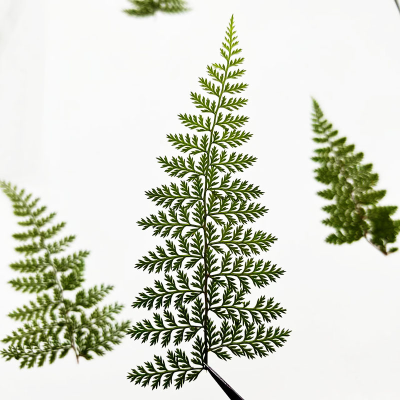100 buah sampel daun pakis ala - Resin Craft Ideas ulasan dan harga